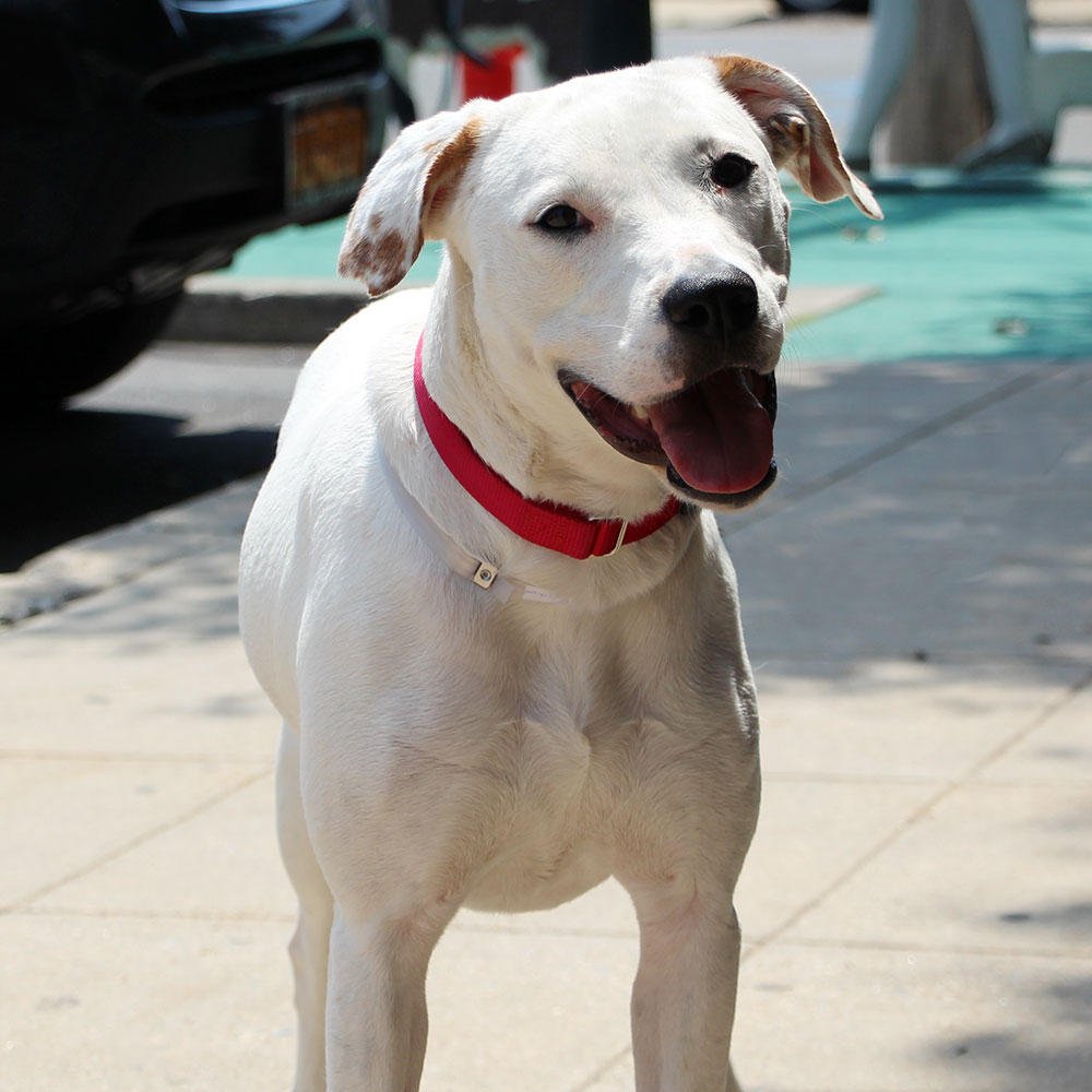 t92704-evie-pit-bull-terrier-white-brown-dog
