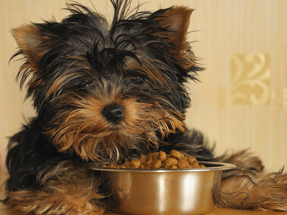 tips-pet-nutrition-dog-with-kibble a dog eating food from a bowl