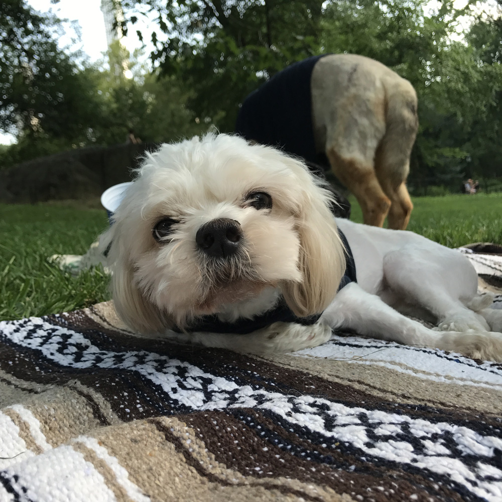 a dog lying on a blanket in the grass