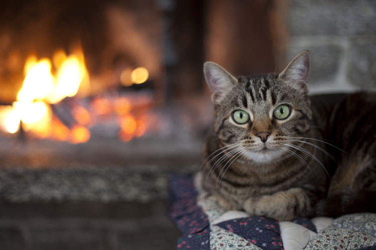 How To Keep Your Kitty Safe And Warm All Winter Blog Animal League