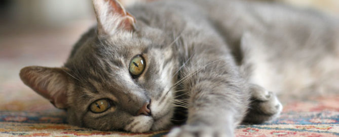 a cat lying on a carpet