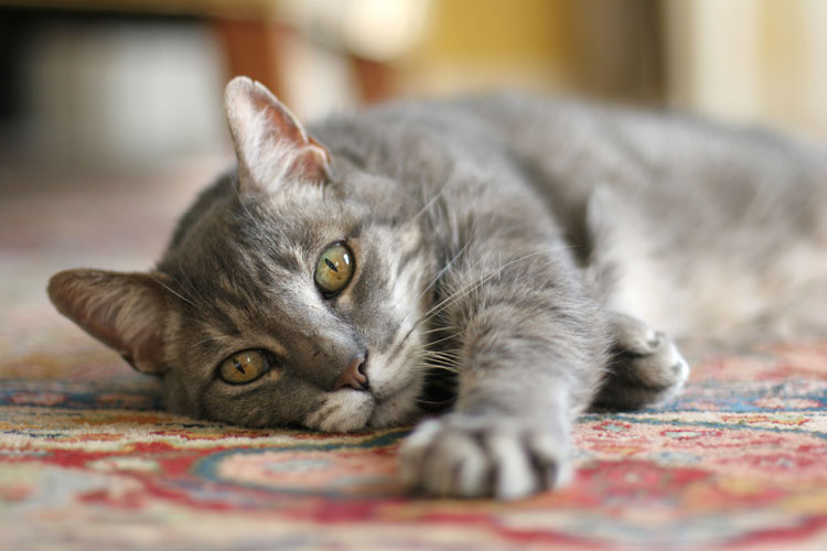 Cat-Laying-Down1