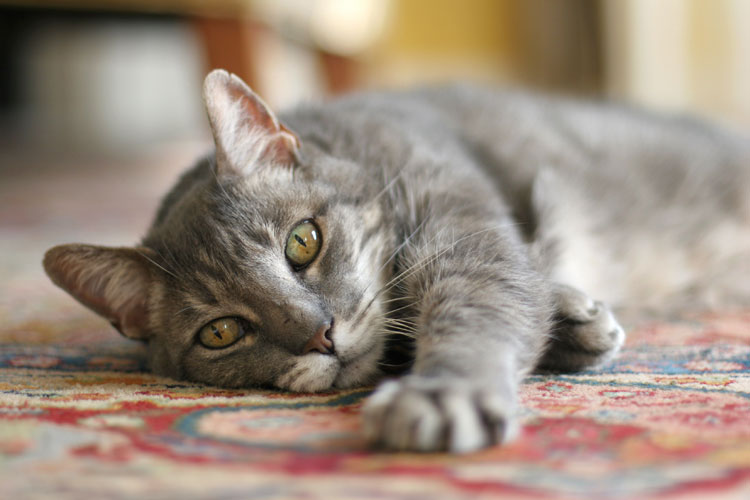 climate controlled cat house