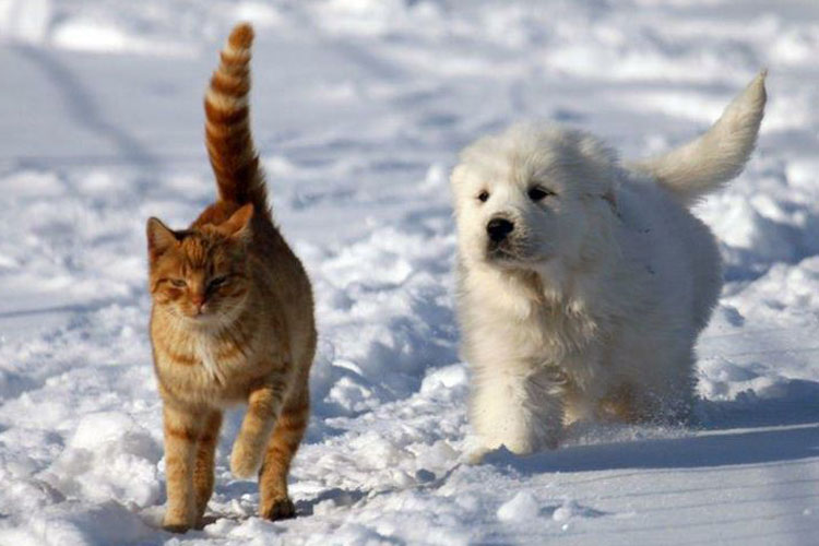 dog-cat-snow.jpg