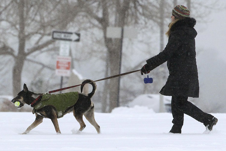 dog-walking-(1)