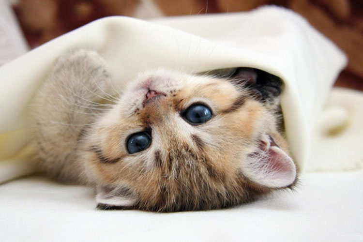eyes-cats-animals-kittens-pets-1920×1200-wallpaper_wallpaperswa