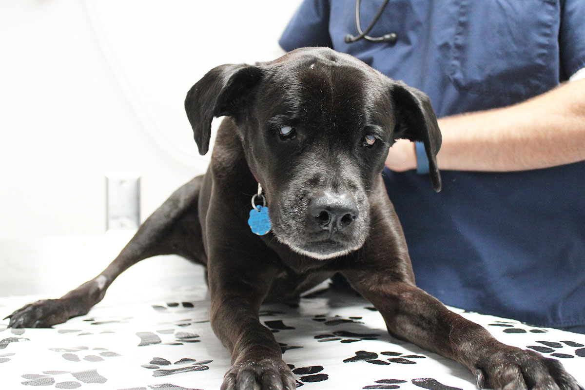 hmh-delilah-lab-mix-pr-rescue-img8773-103117