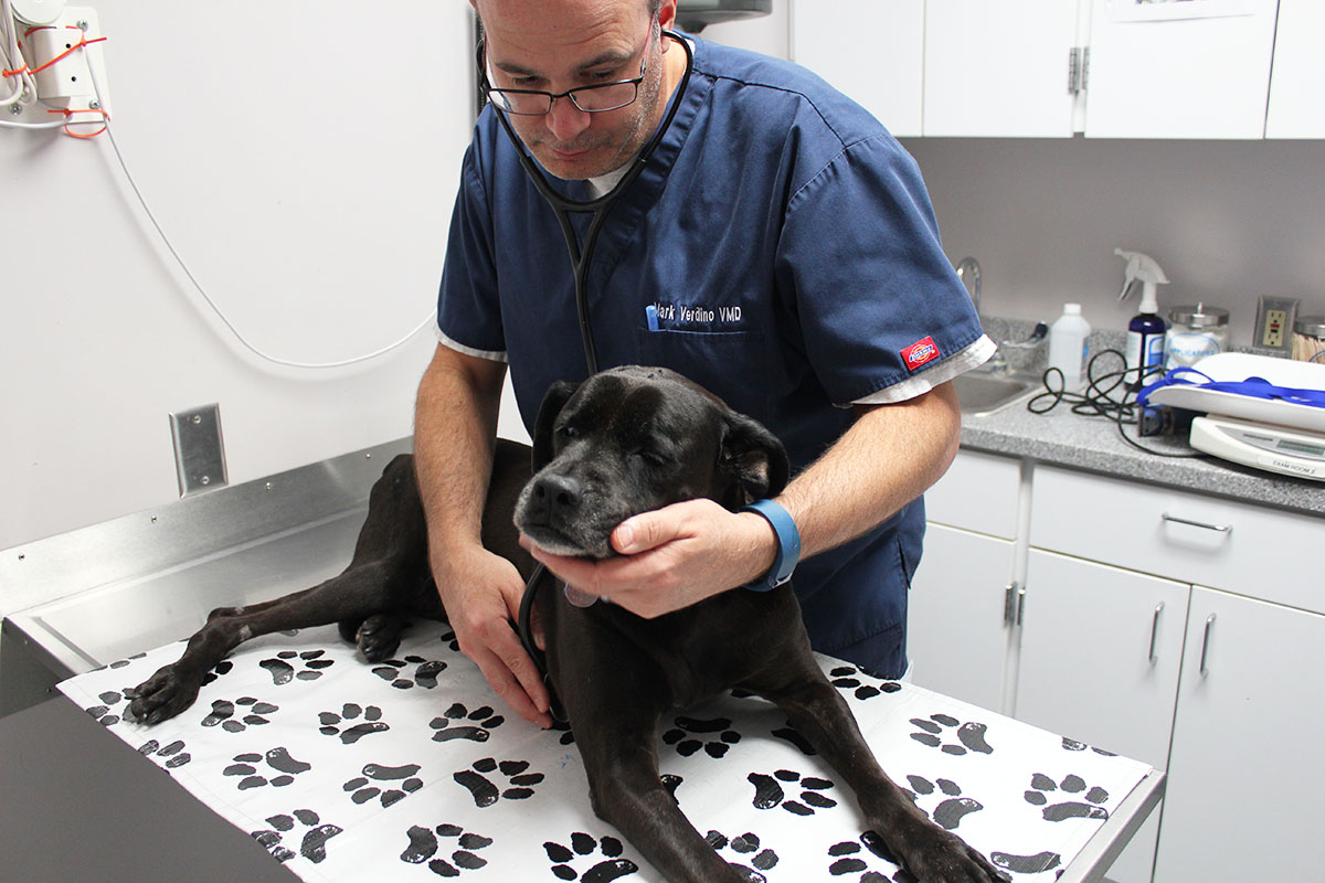 hmh-delilah-lab-mix-pr-rescue-img8815-103117