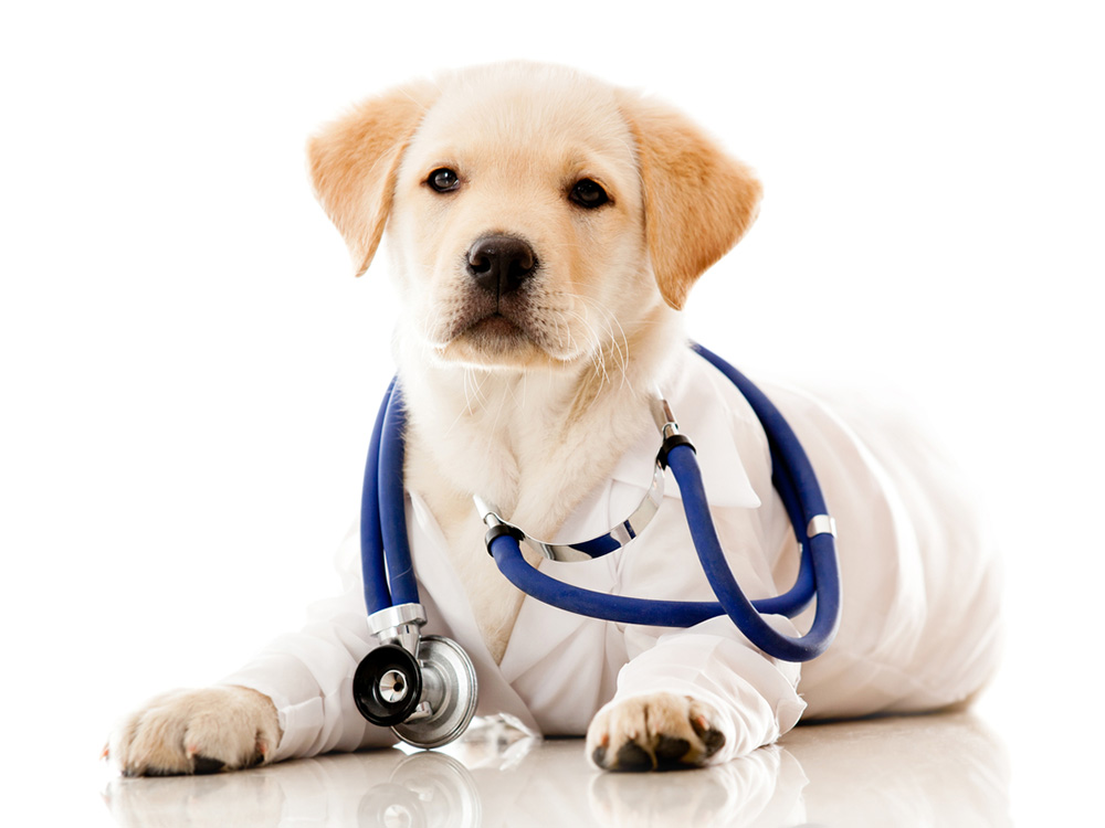 medical-center-dog-with-stethoscope