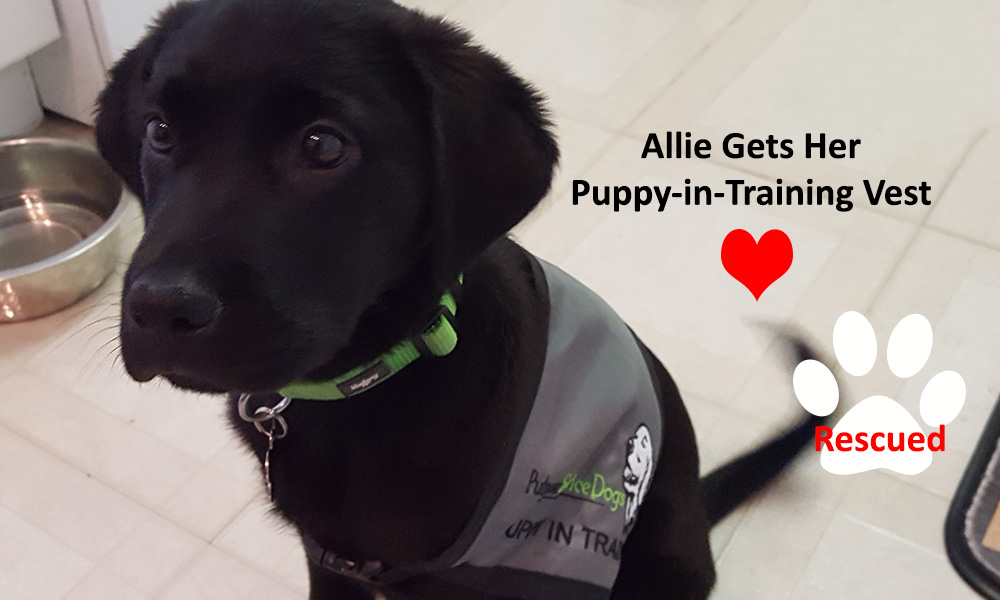 putnam-service-dogs-allie-gets-her-vest