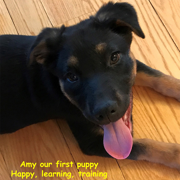 putnam-service-dogs-amy-first-puppy