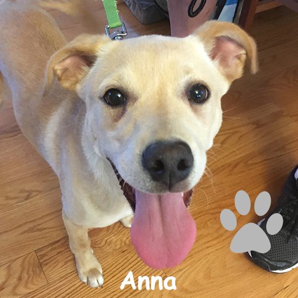 putnam-service-dogs-smiling-anna