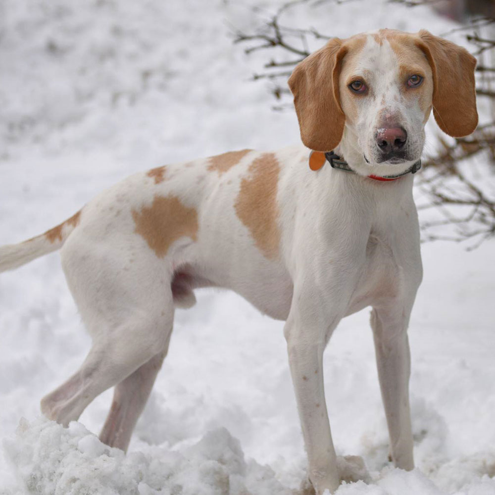 adopt-rescue-dog-rescue-soldiers-12-dogs-11a-oskar-v28710