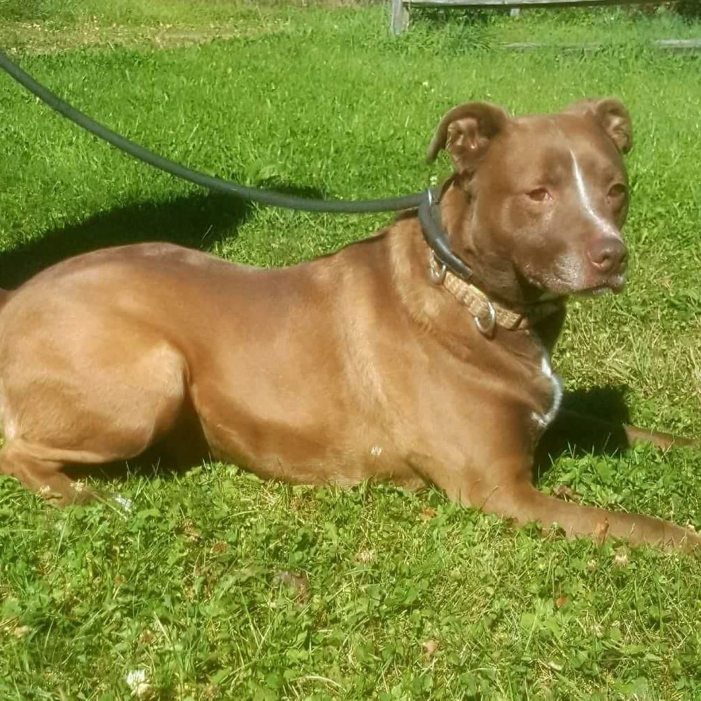 adopt-rescue-dog-rescue-soldiers-12-dogs-12a-buster
