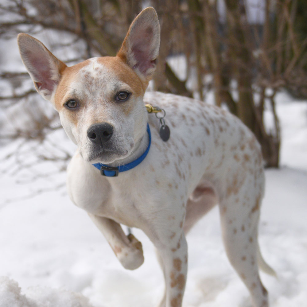 adopt-rescue-dog-rescue-soldiers-12-dogs-12a-max-ah711