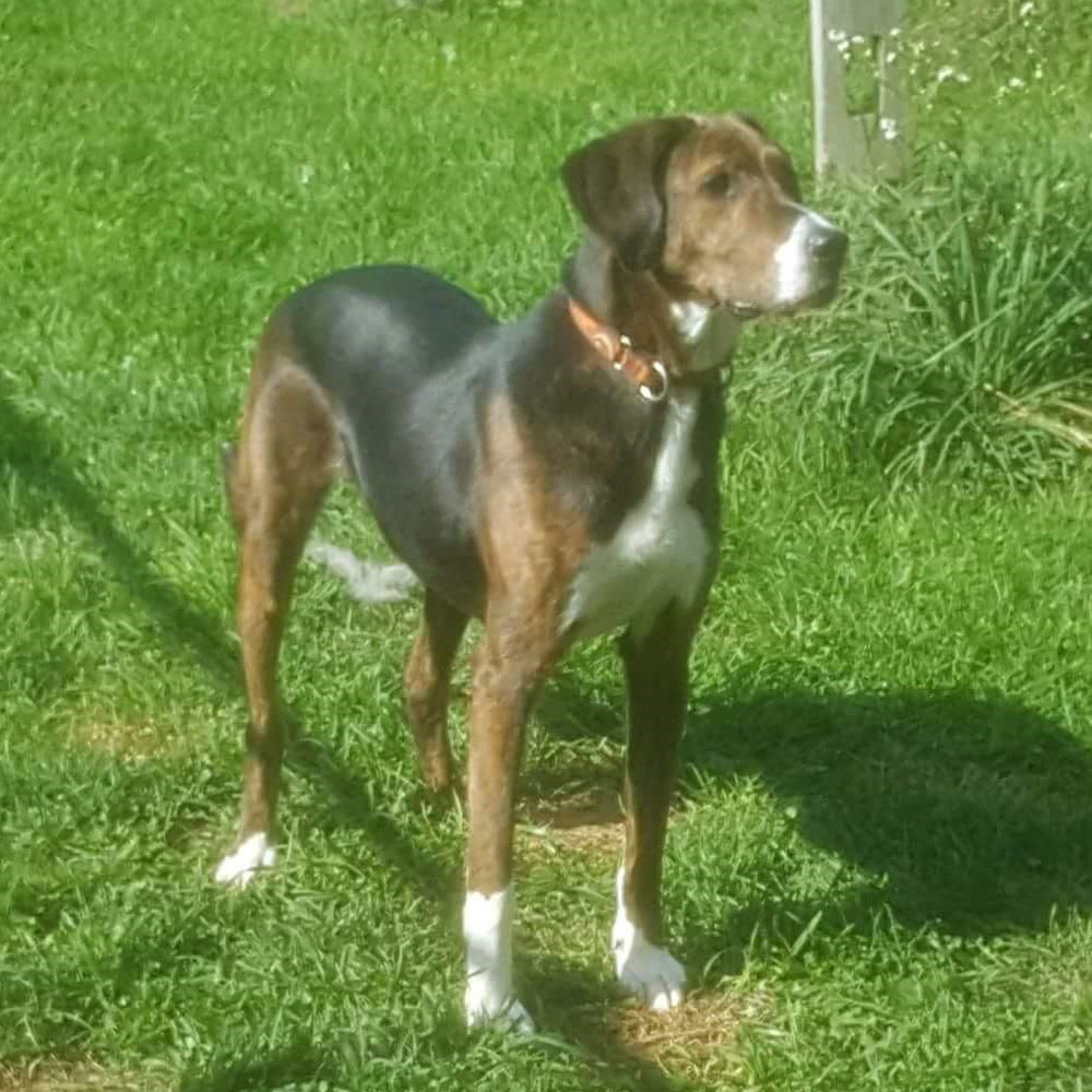 adopt-rescue-dog-rescue-soldiers-12-dogs-1b-king-louie