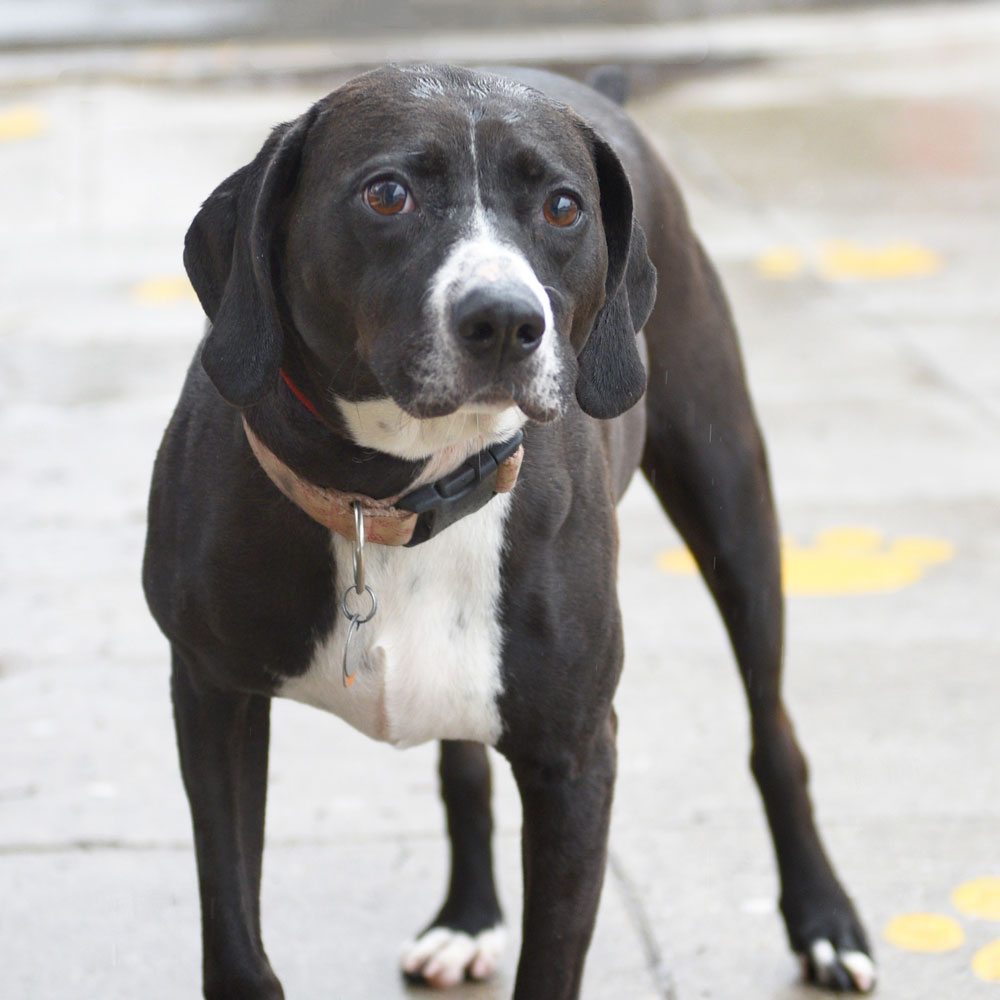 adopt-rescue-dog-rescue-soldiers-12-dogs-1b-oakley-t74821