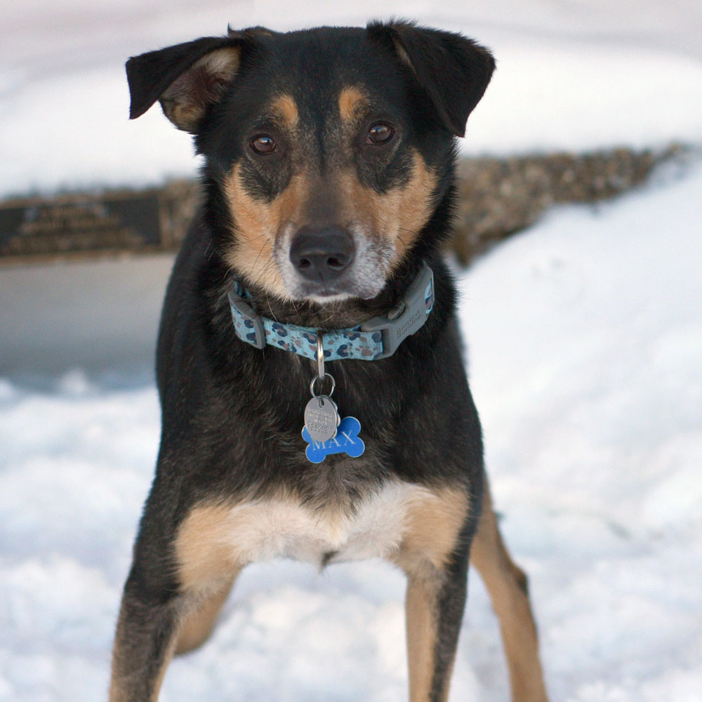 adopt-rescue-dog-rescue-soldiers-12-dogs-2b-max-v25062