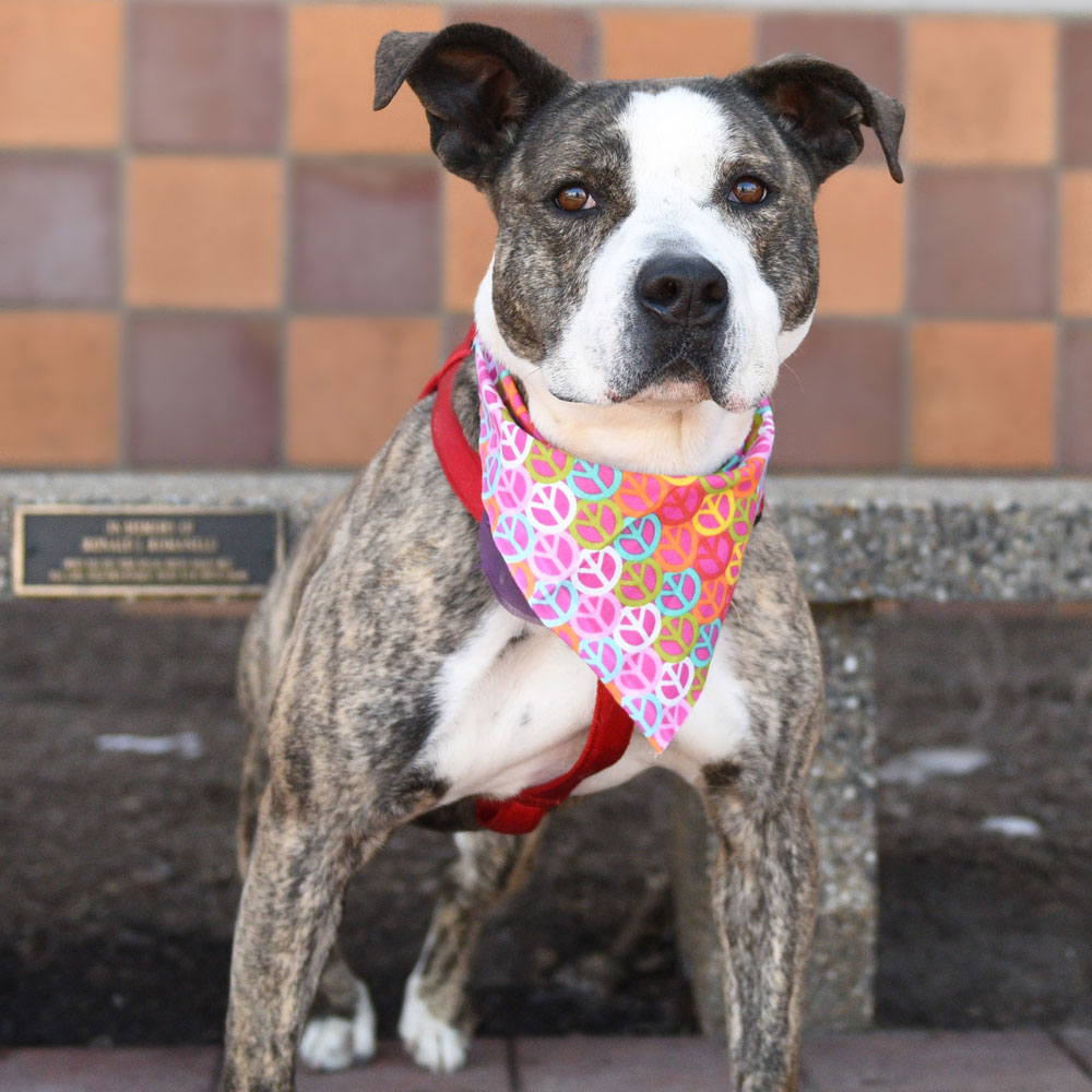 adopt-rescue-dog-rescue-soldiers-12-dogs-3c-violet-r157323