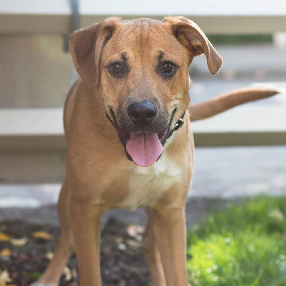 adopt-rescue-dog-rescue-soldiers-12-dogs-4b-cooper-t93883