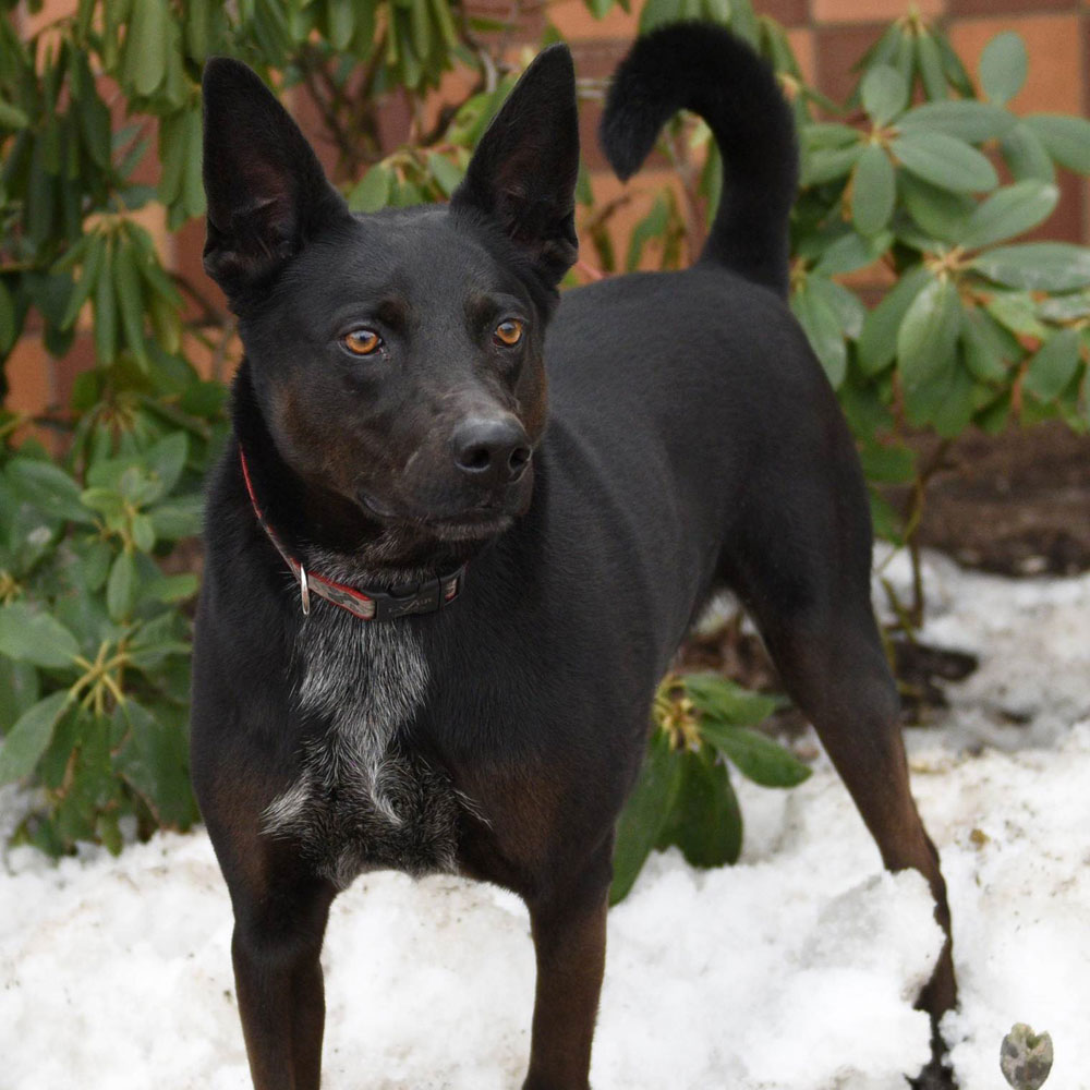 adopt-rescue-dog-rescue-soldiers-12-dogs-5-fable-t79673