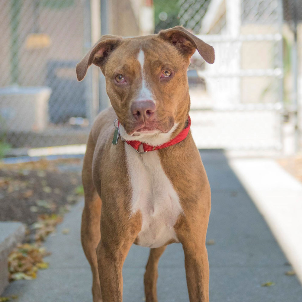 adopt-rescue-dog-rescue-soldiers-12-dogs-7b-daisy-v32890