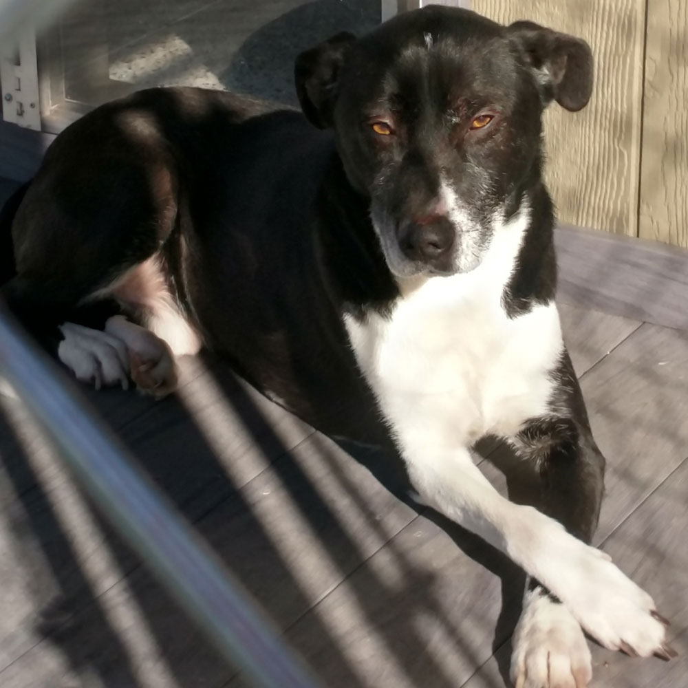 adopt-rescue-dog-rescue-soldiers-12-dogs-8a-cody-v26713