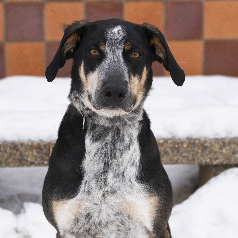 adopt-rescue-dog-rescue-soldiers-12-dogs-9b-denver-t83827