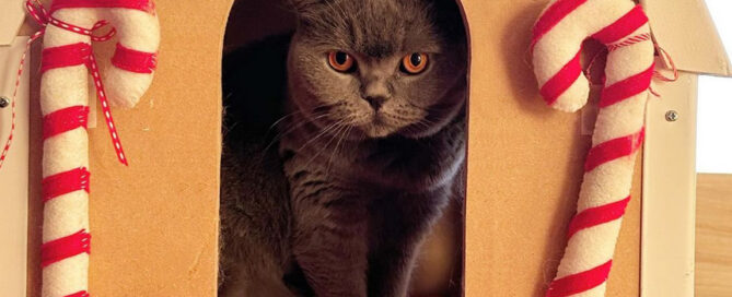 a cat looking at the camera