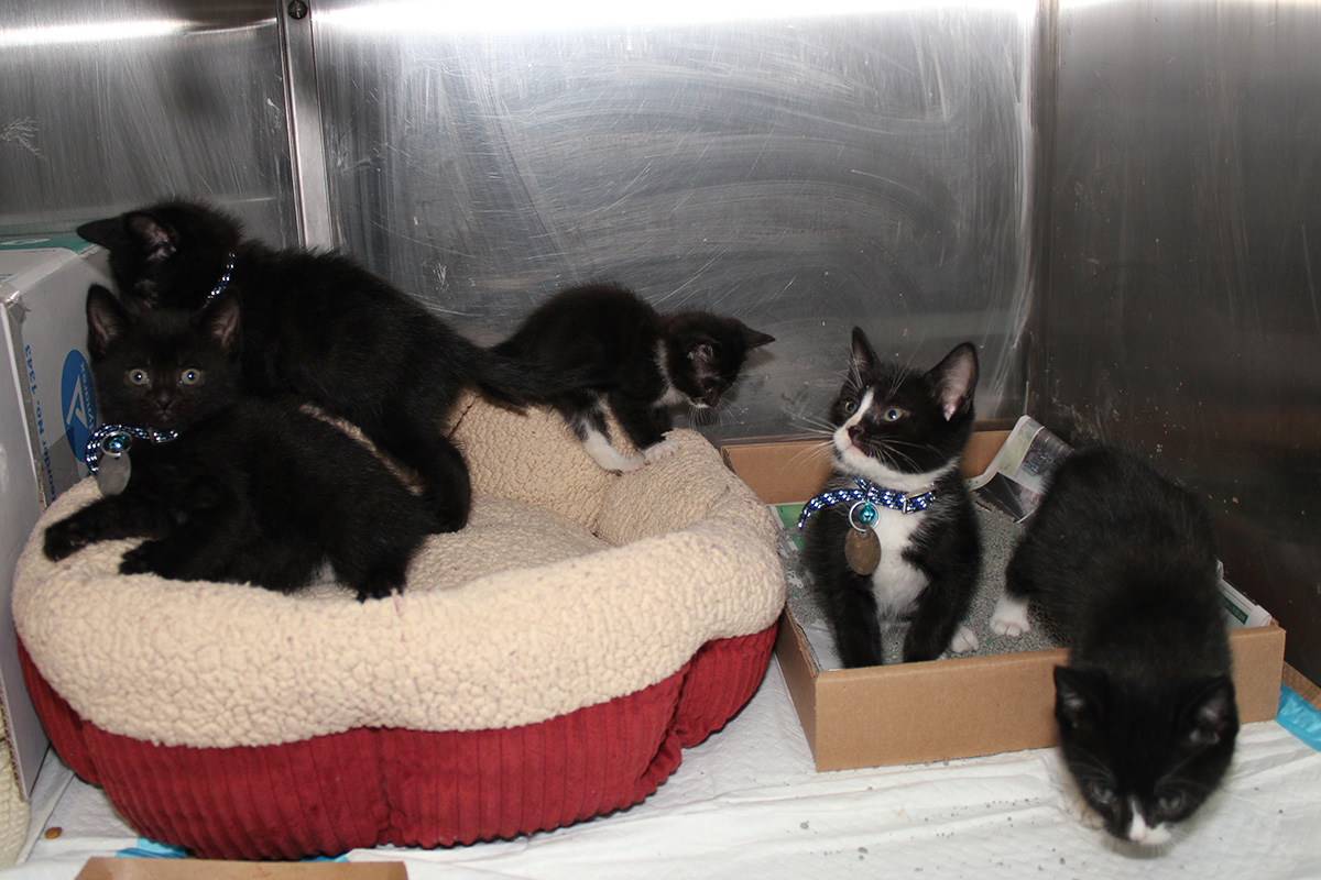 rescue-bacc-all-kittens-112617-IMG_9192 a group of kittens in a box
