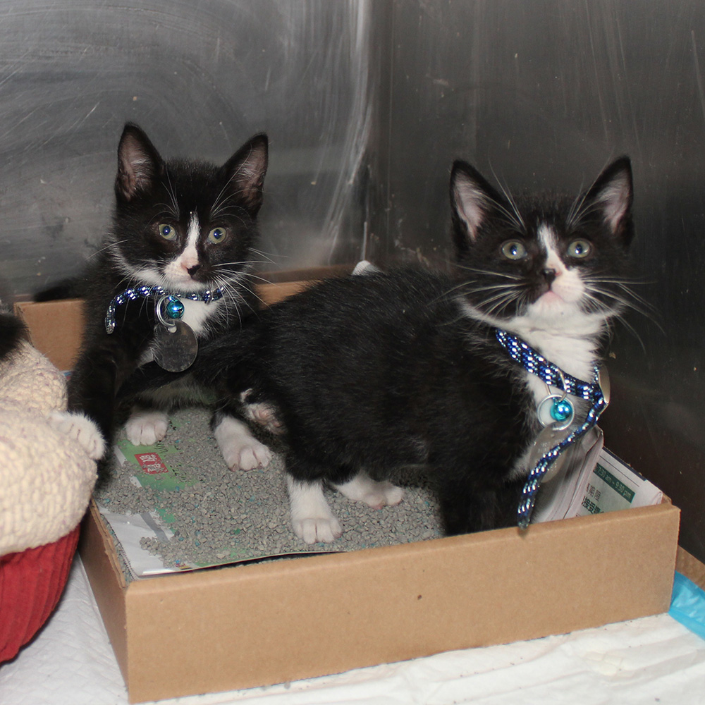 rescue-bacc-black-white-kittens-112617-IMG_9181 two kittens in a box