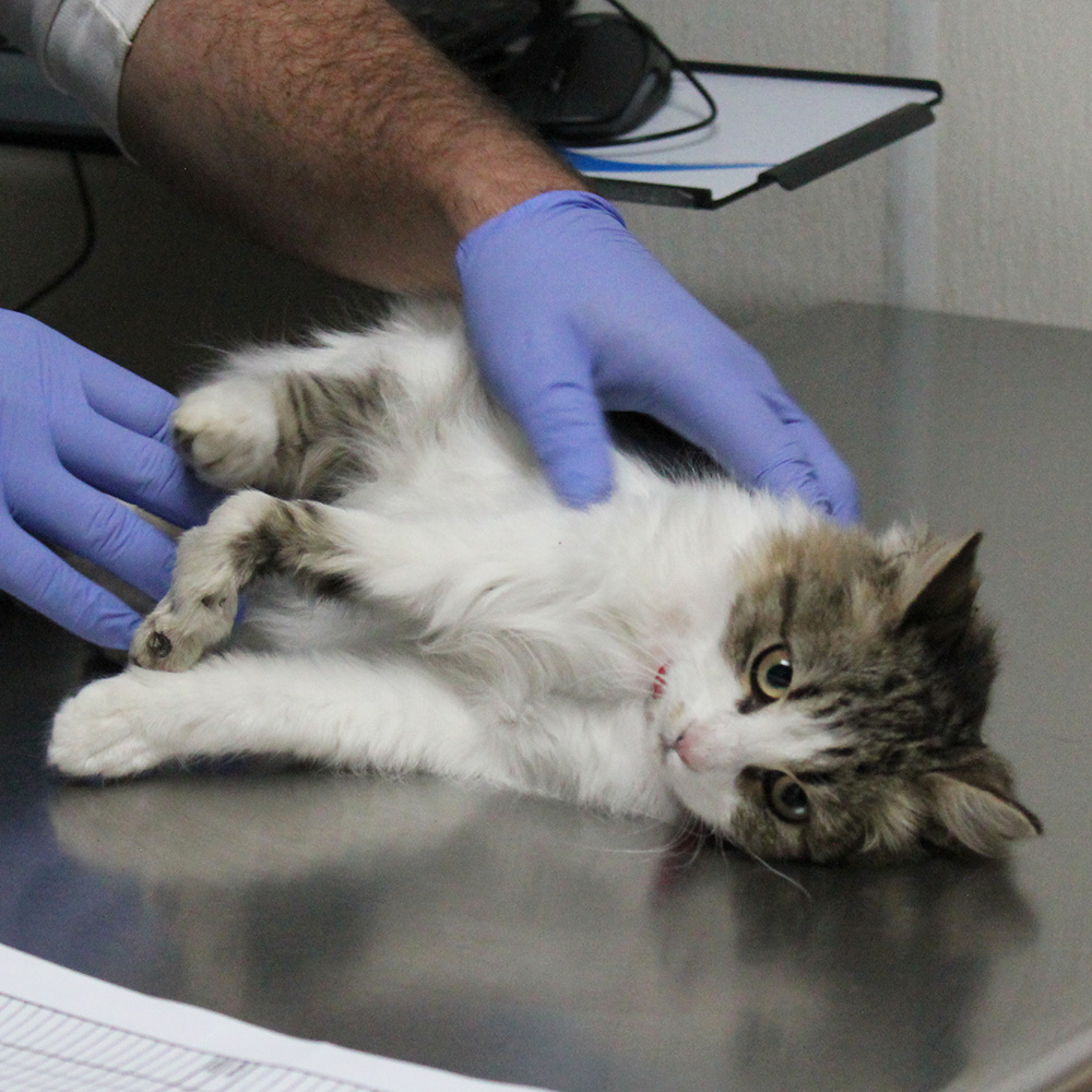 rescue-bacc-fila-broken-leg-112617-IMG_9070 a person holding a cat