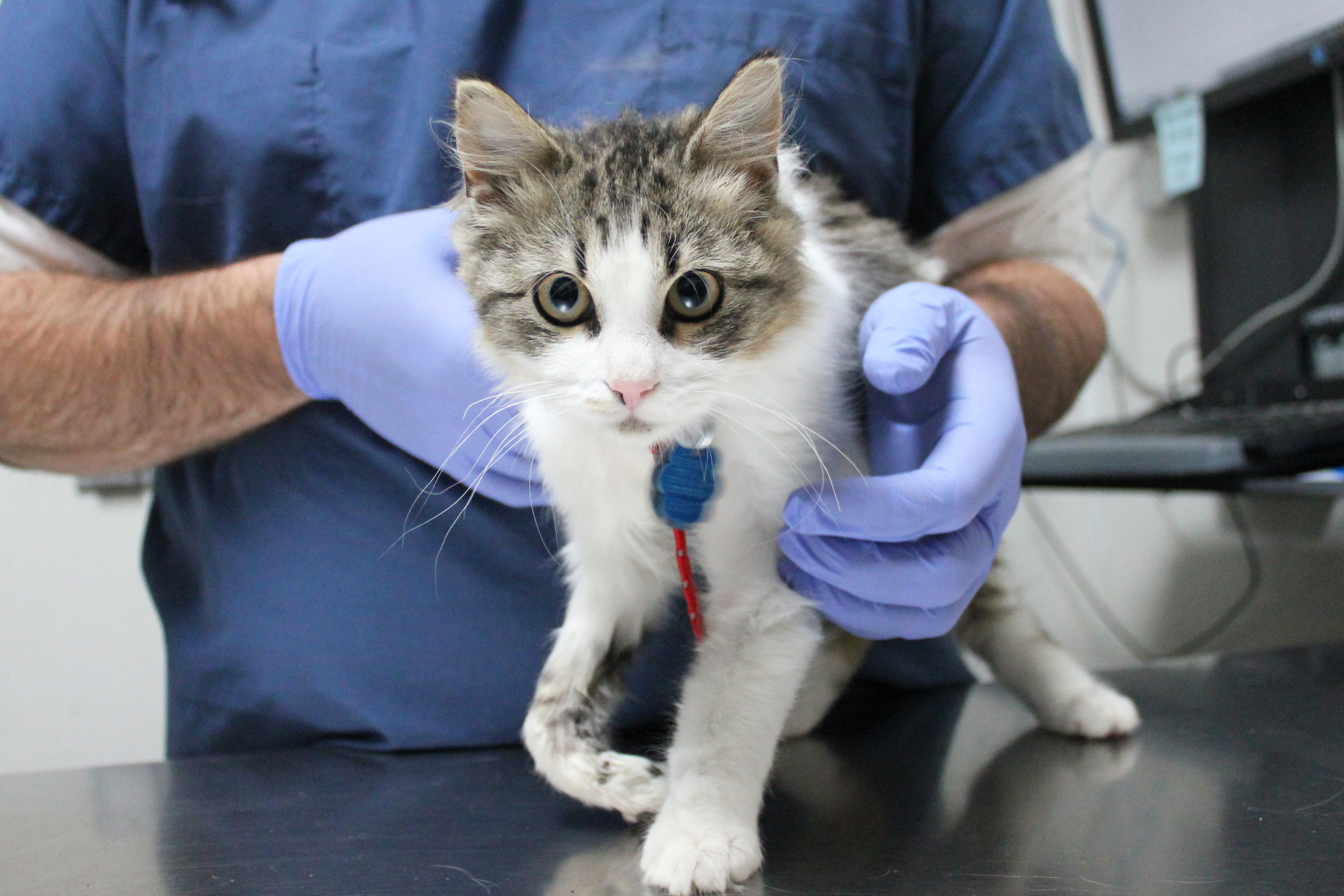 rescue-bacc-fila-broken-leg-112617-IMG_9107 a cat being examined by a vet