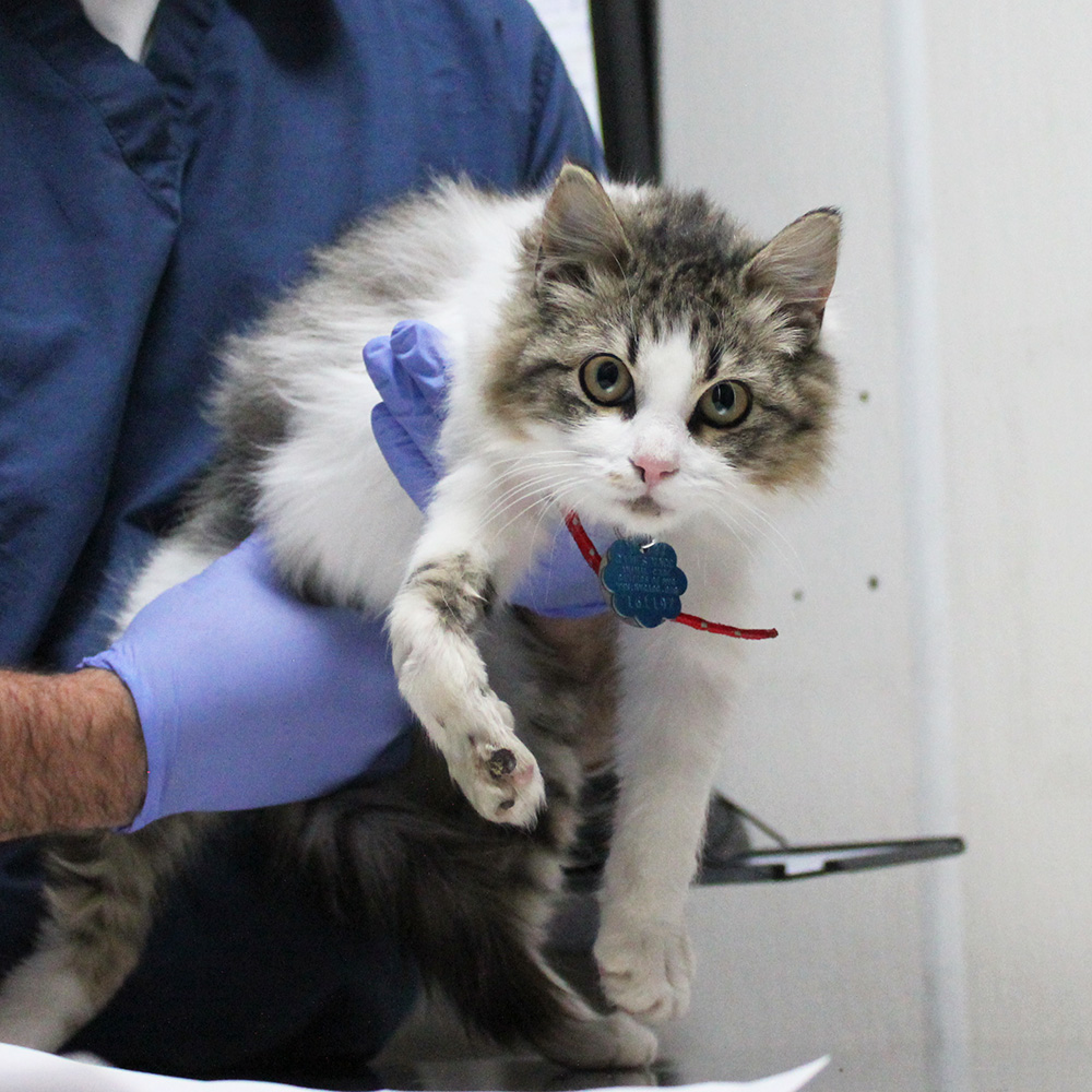 rescue-bacc-fila-broken-leg-112617-IMG_9192 a cat being examined by a doctor