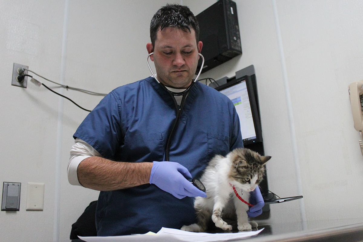 rescue-bacc-fila-broken-leg-dr-laheney-112617-IMG_9050 a man wearing blue scrubs and stethoscope examining a cat