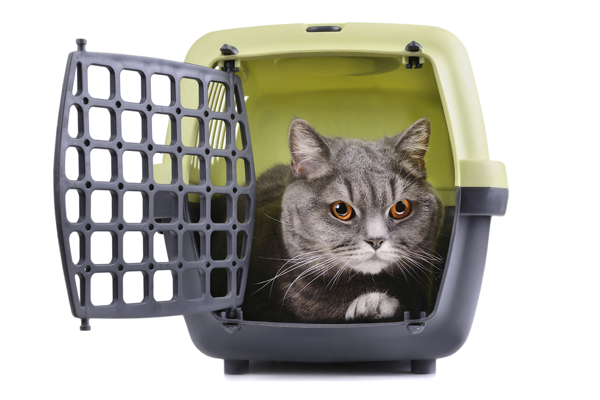 behavior-tips-bringing-home-pet-cat-in-carrier