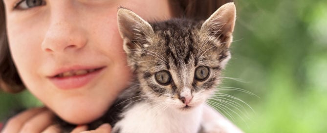 a close-up of a kitten