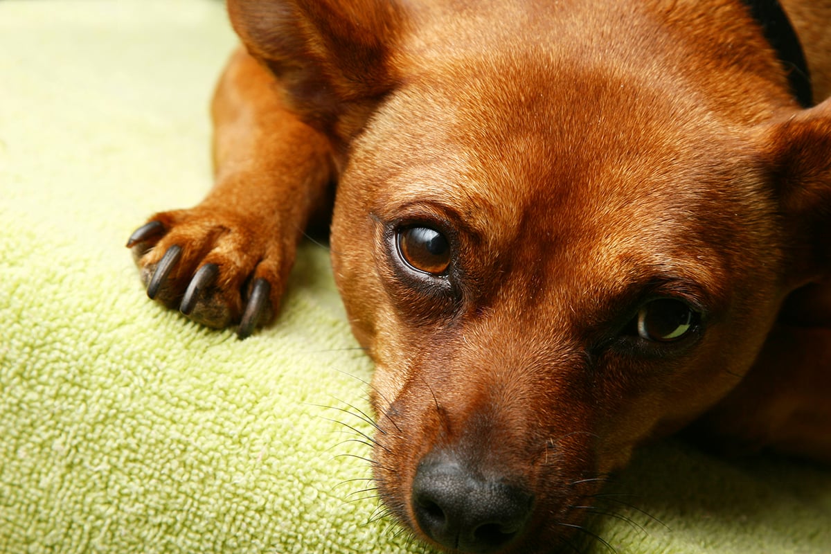 behavior-tips-bringing-home-pet-sad-puppy