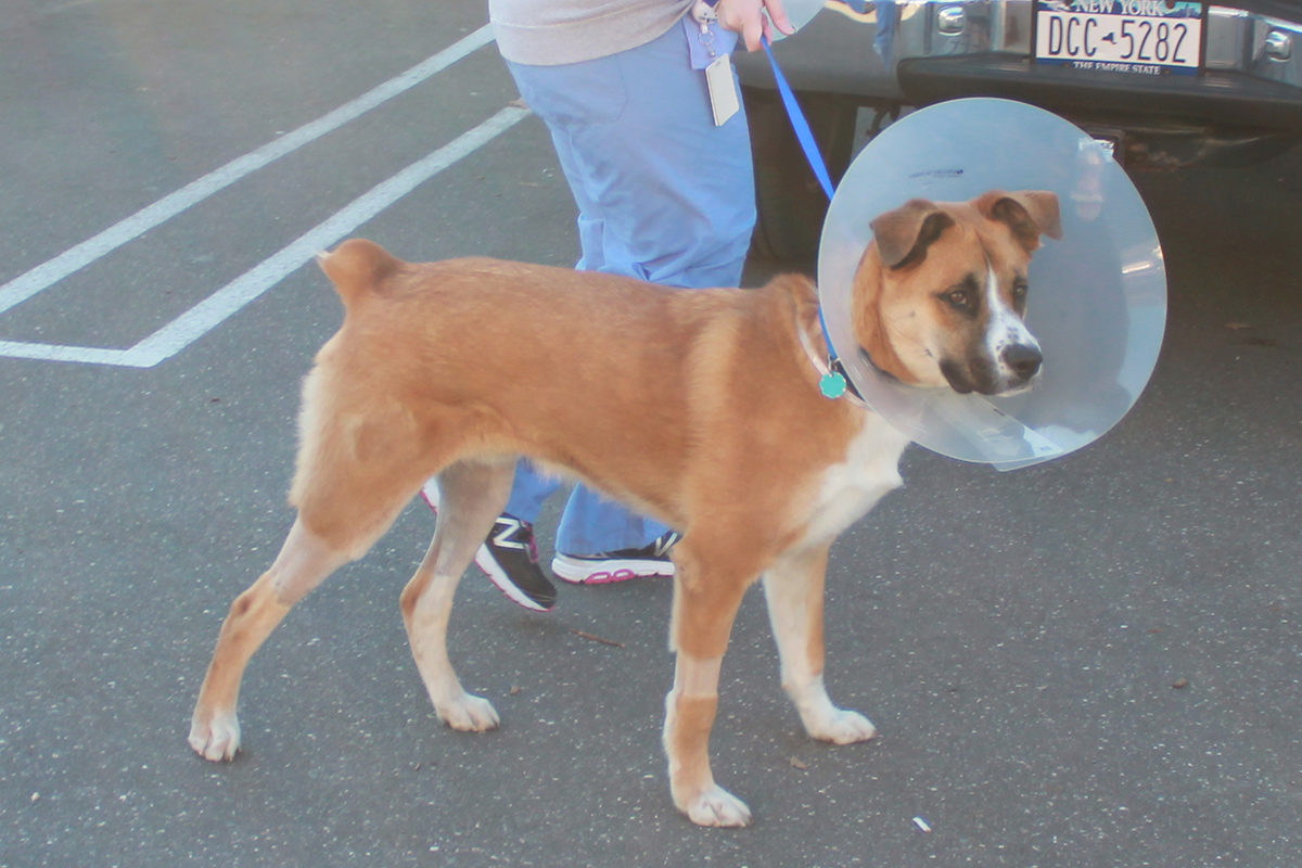 a dog with a cone on its head