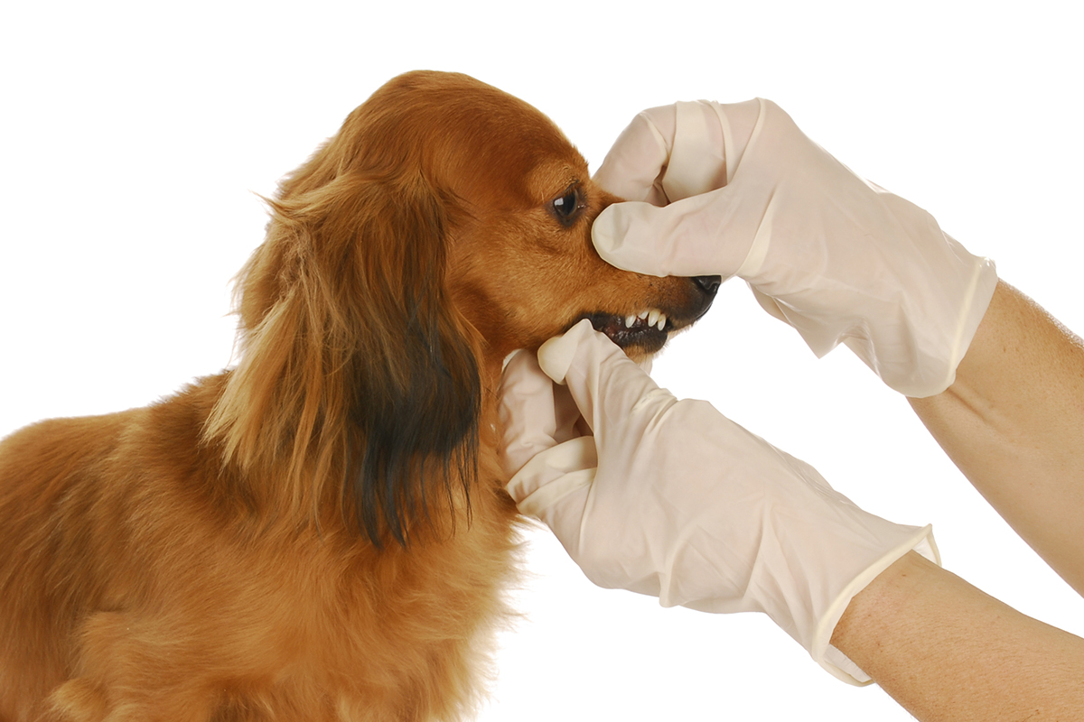 veterinary care
