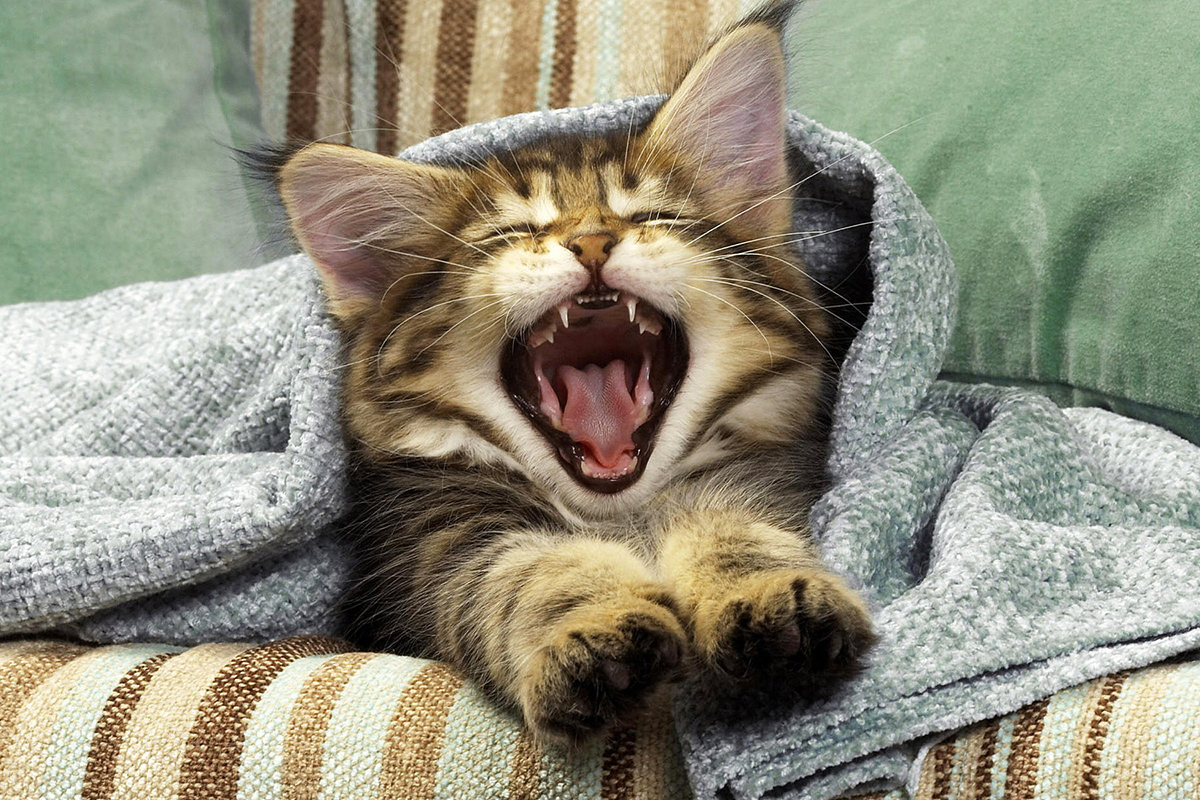 medial-dental-health-kitten-yawning-011218