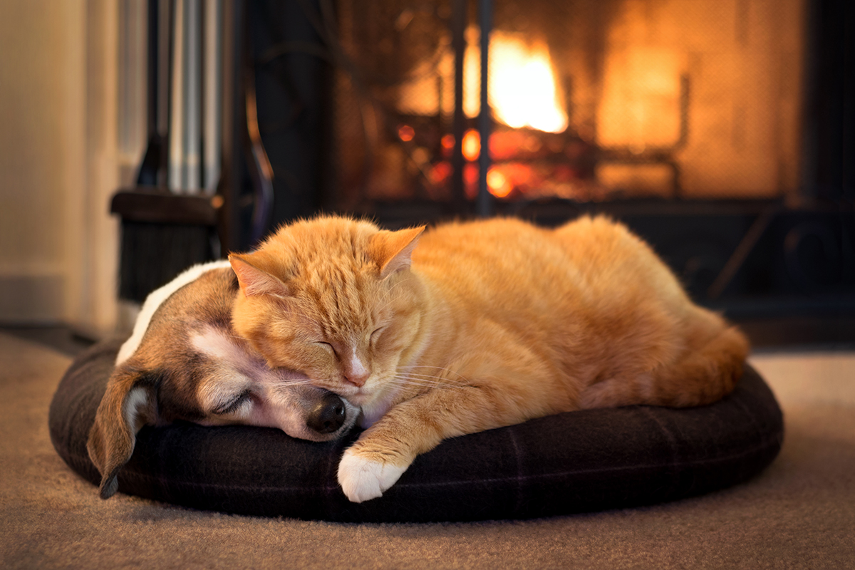 cat and dog by the fireplace