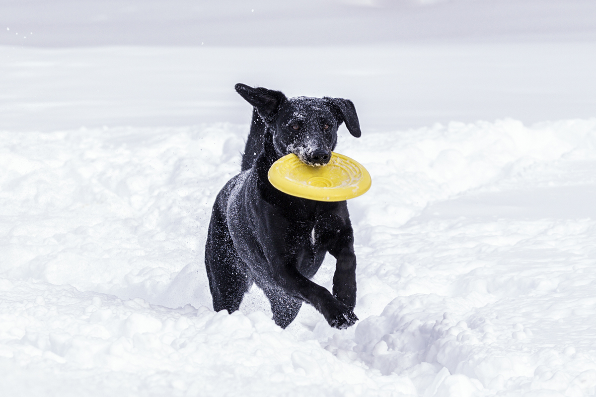 Frolicking Frisbee Fetching Female Labrador Retriever Dog in Deep Snow