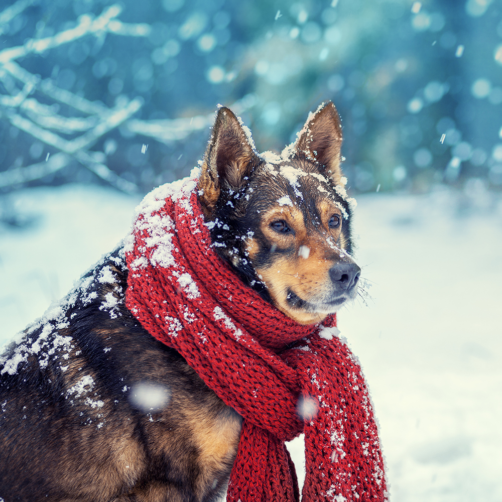Portrait of a dog with knitted scarf