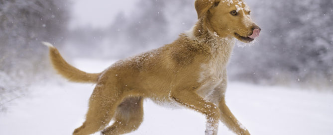 a dog running in the snow