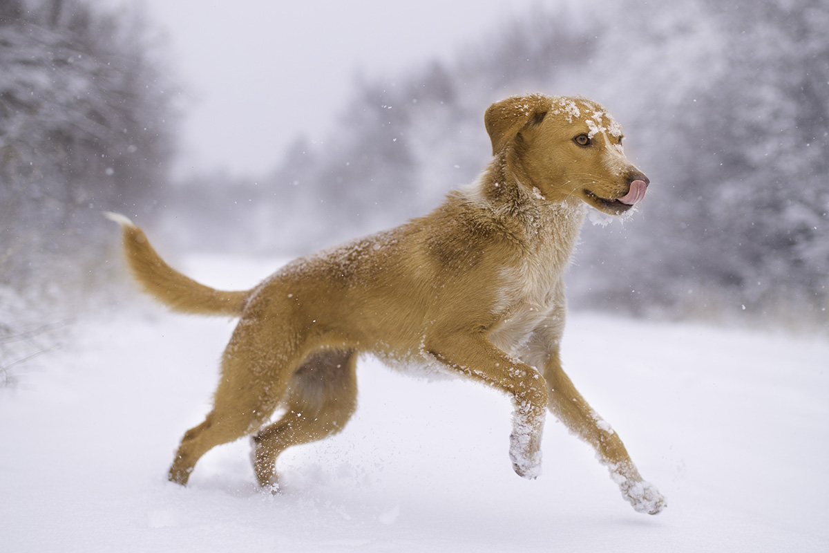 Dog and snow