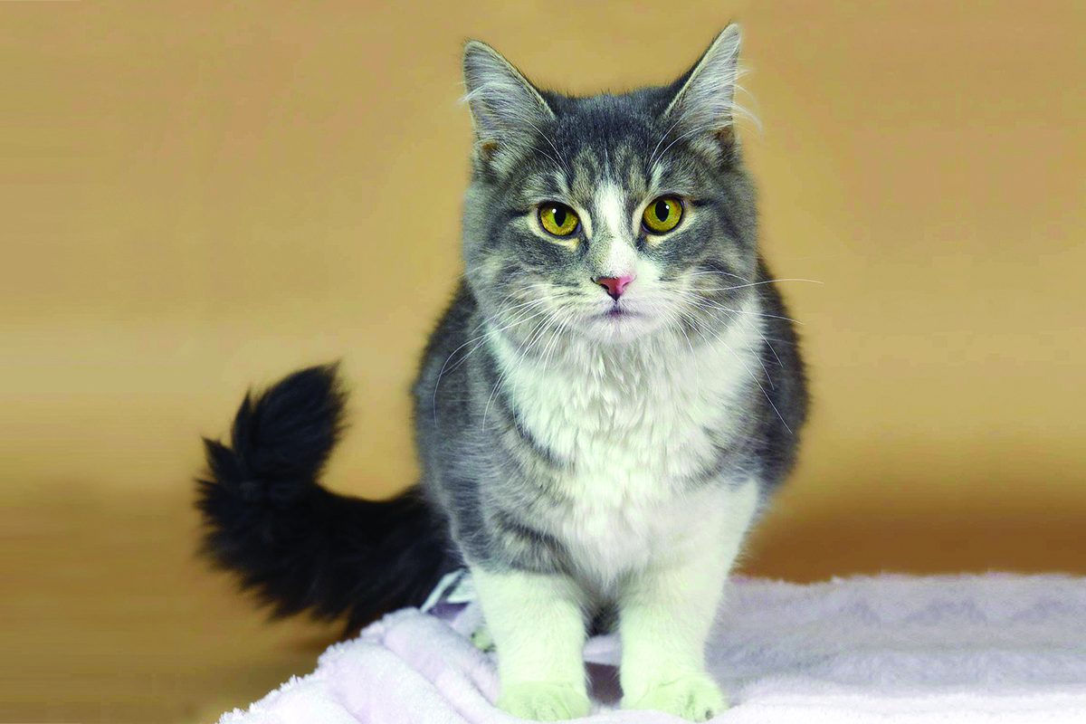 adoption-story-sponsor-pet-pretty-kitty-083115v1 a cat standing on a blanket