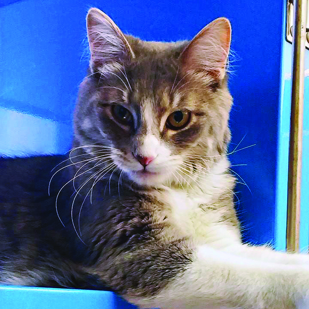 adoption-story-sponsor-pet-pretty-kitty-083115v2 a cat lying on a blue surface