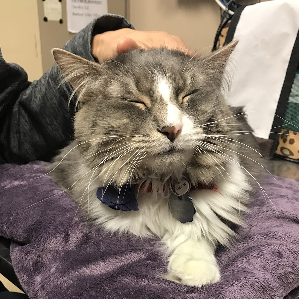 adoption-story-sponsor-pet-pretty-kitty-with-adopters-img1871 a cat lying on a blanket