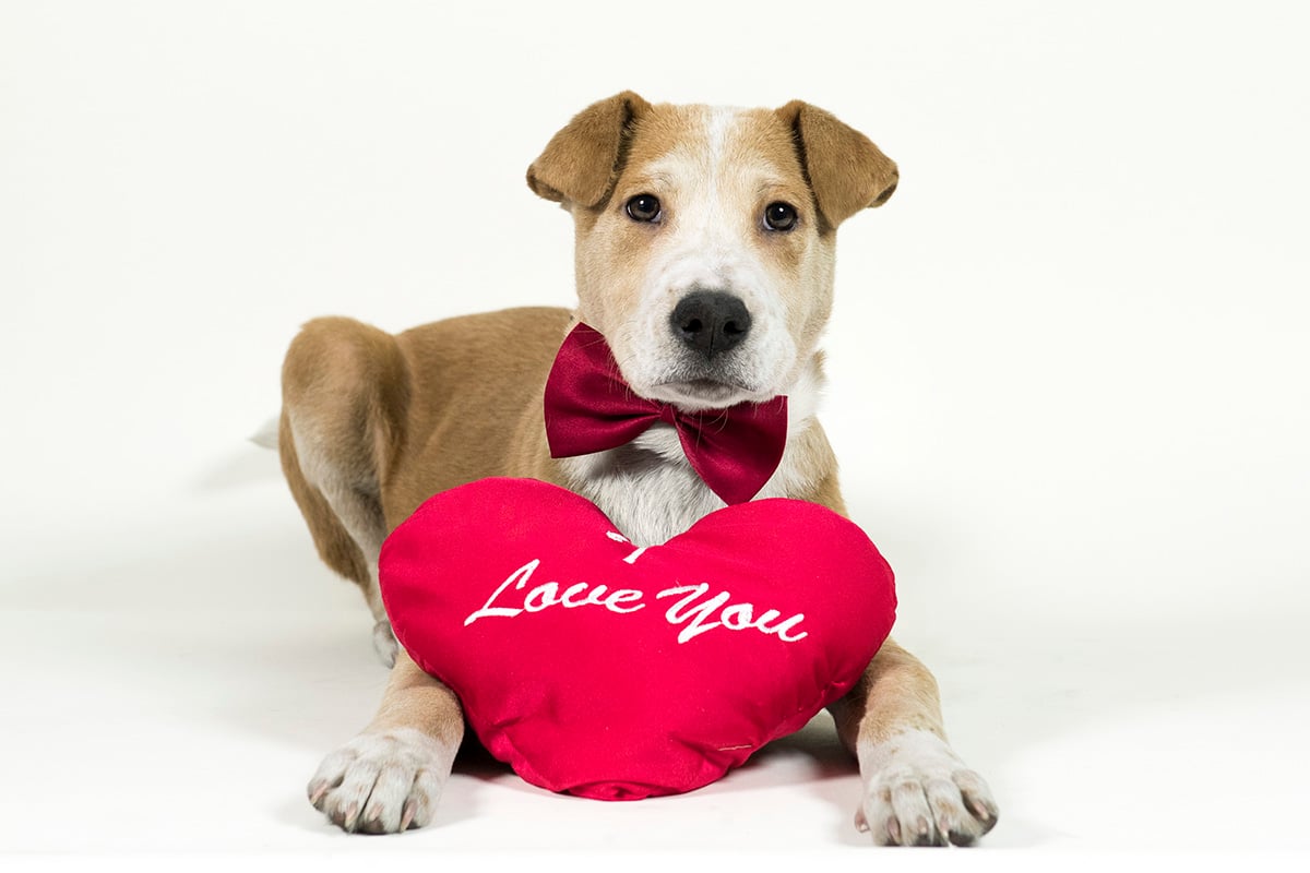 blog-valentine-dog-020718